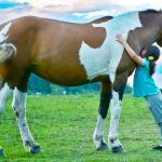 Lo qué debes saber de la terapia con caballos para niños y adultos