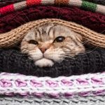 Protege a tu gato del frío