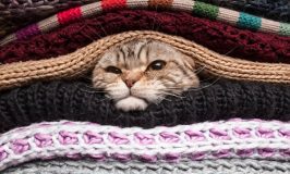Protege a tu gato del frío