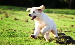 Las mejores razas de perros para correr