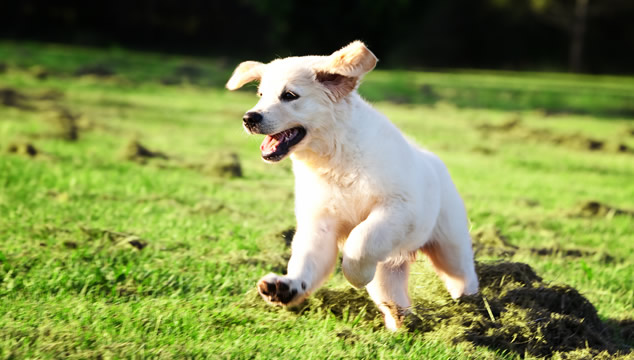 Las mejores razas de perros para correr