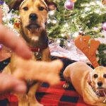 Los 3 mejores perros para seguir en Instagram