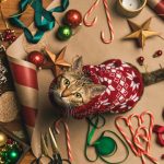 Conoce los 5 mejores regalos para tu gato