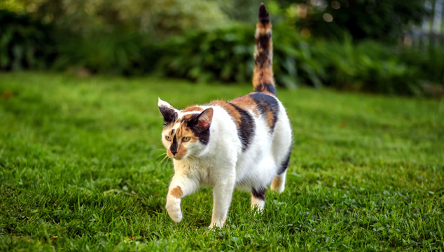 ¿Por qué algunos gatos se escapan de nuestra casa?