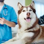 ¿Cuál es la temperatura normal de un perro?