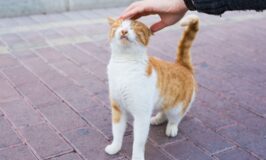 Dónde acariciar a tu gato