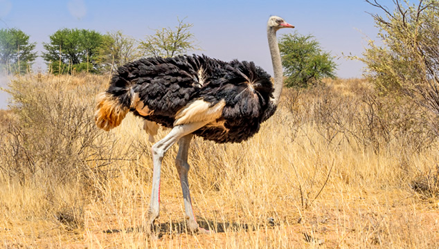 Lo que no sabías del avestruz