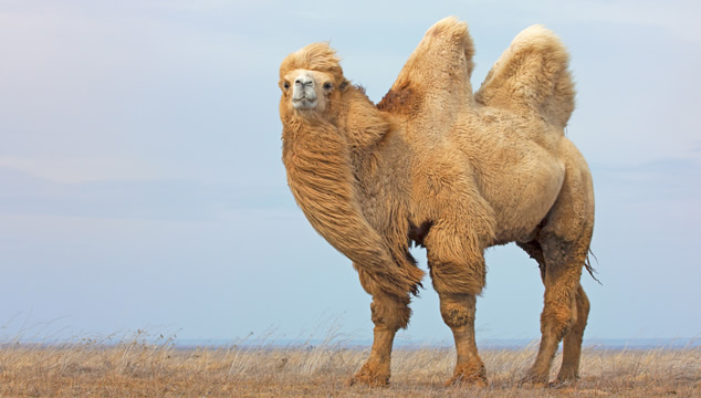 Lo que no sabías de los camellos