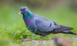 Lo que no sabías de las palomas