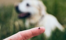 Garrapatas en perros