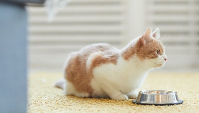 La gastritis en gatos