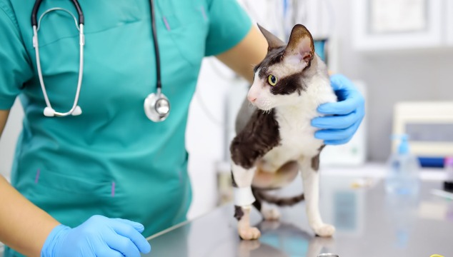gato-enfermo-con-veterinario