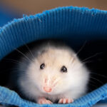 ¿Los hamsters son nocturnos?