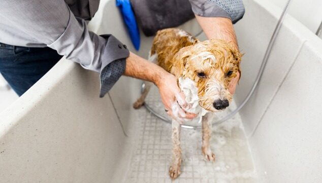 La importancia del baño en perros