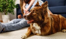Cómo cuidar de tu Border Collie