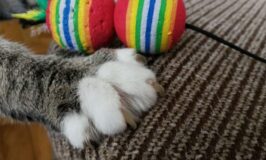Ideas para jugar con tu gato