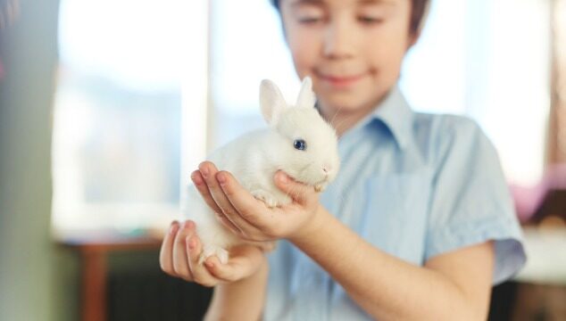 El conejo, una buena mascota para niños