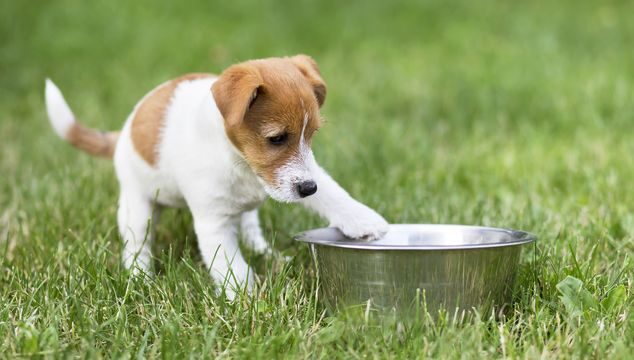 Alimentos que le pueden hacer daño a tu perro