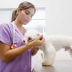 ¿Por qué llevar a mi mascota al Médico Veterinario?
