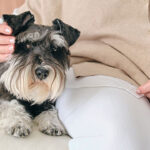 Mi perro me da alergia