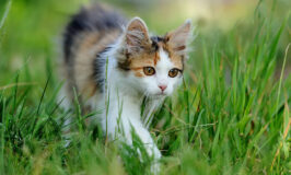 ¿Debo adquirir un gato macho o hembra?