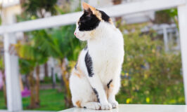 ¿Cuál es la esperanza de vida de un gato?