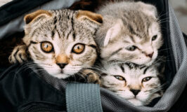 7 tips para atender a tu mascota durante un temblor