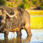 Lo que no sabías de los búfalos