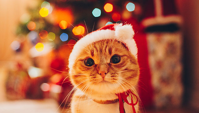 gato-navidad