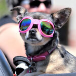 ¿Necesita goggles mi perro?