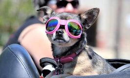 ¿Necesita goggles mi perro?