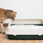 5 razones por las cuales tu gato orina fuera de su arenero
