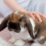 ¿Cuáles son las características de los conejos?