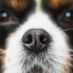 ¿Por qué se moja la nariz de los perros?