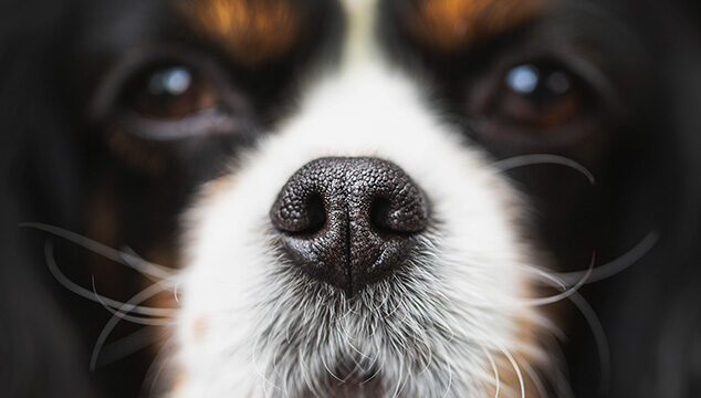 ¿Por qué se moja la nariz de los perros?