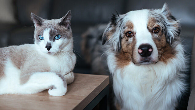 ¿Pueden vivir juntos perros y gatos?