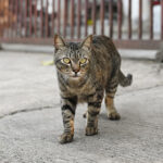 ¿Por qué se escapa mi gato de mi casa?