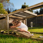 ¿Dónde pueden vivir los conejillos de indias?