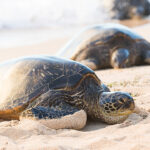 ¿Cómo ponen las tortugas sus huevos en la playa?