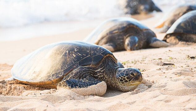 ¿Cómo ponen las tortugas sus huevos en la playa?