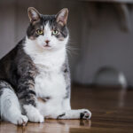 ¿Cómo saber si mi gato está gordo?