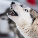 Ansiedad de separación en perros