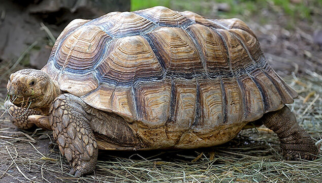 ¿Por qué son lentas las tortugas?