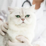 Síntomas de gripe en gatos