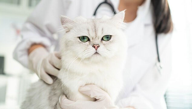 Síntomas de gripe en gatos
