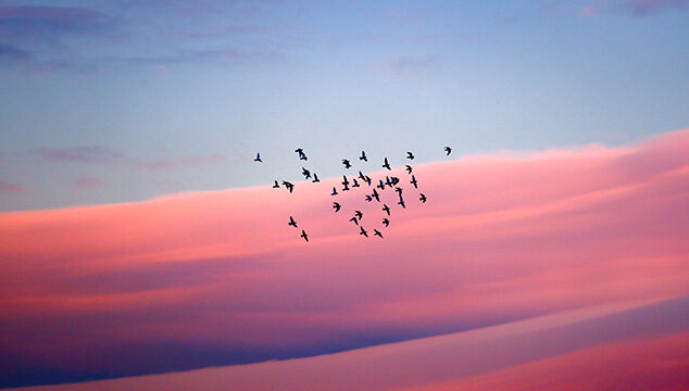 La migración de las aves