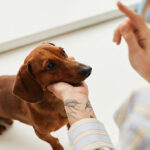 Consejos para entrenar a los perros