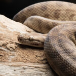 Datos curiosos sobre las serpientes