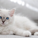 Datos sobre el gato Ragdoll