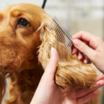 Limpieza de orejas en perros